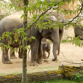 В Пражском зоопарке родился слоненок!